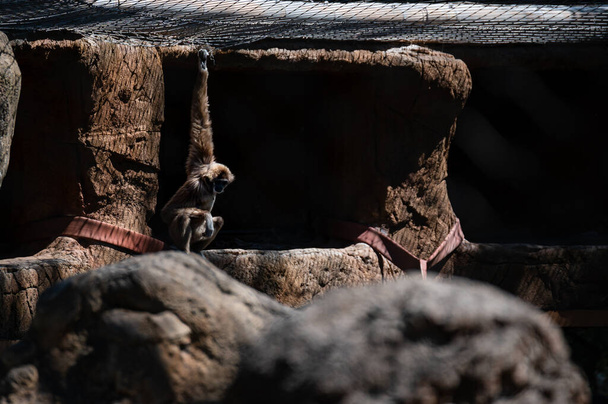 Valkokätinen gibbon vankeudessa surullinen ele pimeässä kotelossa - Valokuva, kuva