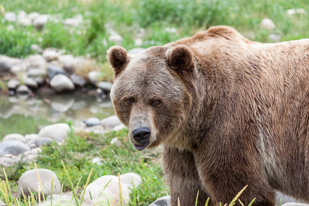 Közel egy grizzly medve, hogy egy vicces arc, ahogy áll a füvön mellett egy kis tó Montana. - Fotó, kép