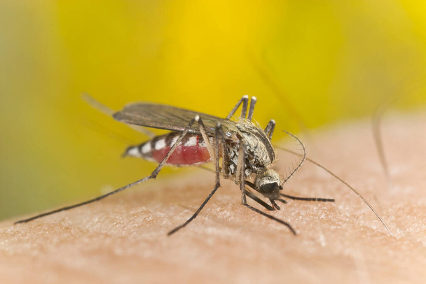 Mosquito plné krve sající krev z člověka, makro fotografie - Fotografie, Obrázek