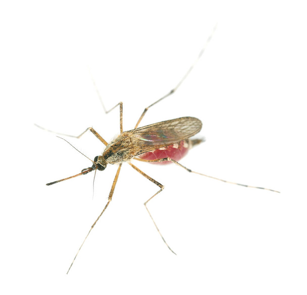 Mosquito plné krve izolované na bílém pozadí - Fotografie, Obrázek