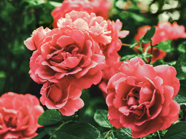Rose bushes. Close up view to flower buds. Rose are red color - Fotografie, Obrázek