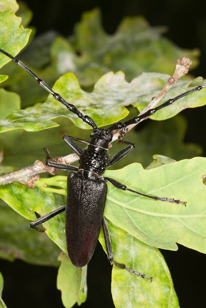 Great capricorn beetle, Cerambyx cerdo on oak leaves, this large beetle is endangered and protected by law in sweden - Photo, Image