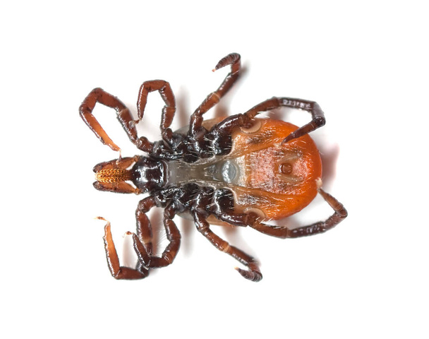 Underside of a castor bean tick, Ixodes ricinus isolated on white background, this animal is a spreader of tbe and borreliosis - Photo, Image