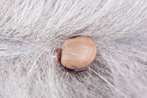 garrapata del grano de ricino, Ixodes ricinus alimentándose de gato, este animales es un esparcidor de tbe y borreliosis - Foto, Imagen