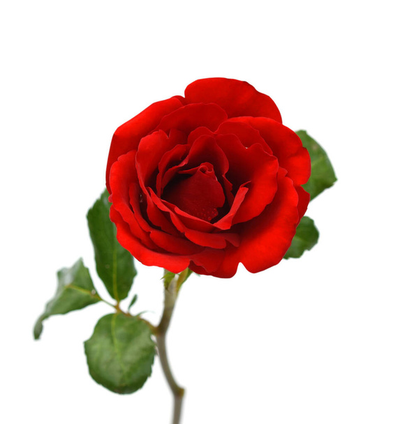 beautiful red rose flower isolated on white background - Foto, imagen
