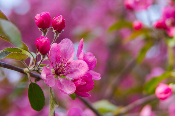 Roze bloemen op een appelboom in het voorjaar  - Foto, afbeelding