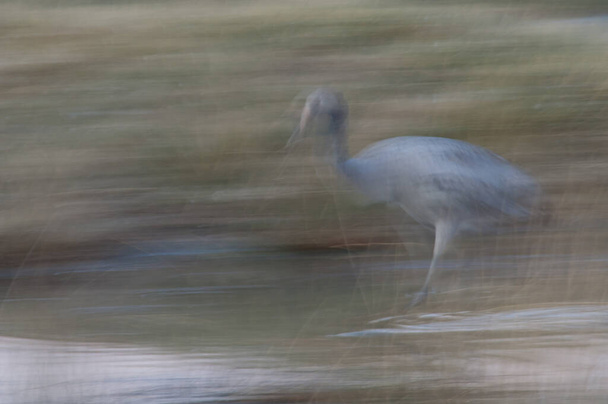 Common crane Grus grus in a lagoon. - Photo, Image