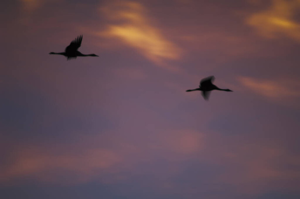 Grúas comunes Grus grus en vuelo al amanecer. - Foto, imagen