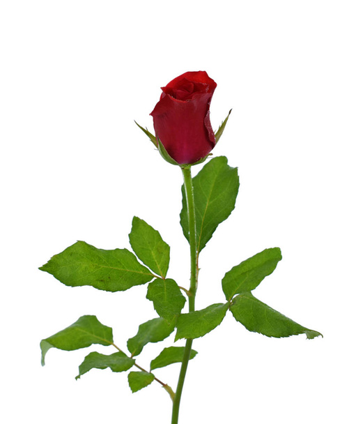 piękny czerwony kwiat róży izolowane na białym tle - Zdjęcie, obraz