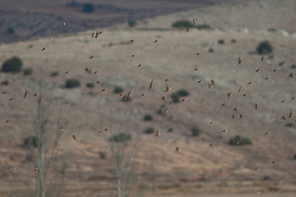 Σμήνη πτηνών εν πτήσει στη λιμνοθάλασσα Gallocanta. - Φωτογραφία, εικόνα