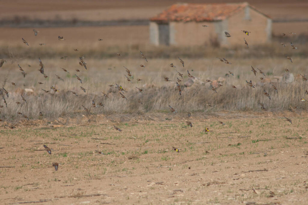 Troupeau d'oiseaux en vol dans la lagune de Gallocanta. - Photo, image