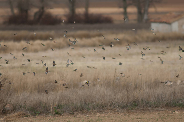 Flock of birds in flight in the Gallocanta Lagoon. - Photo, Image