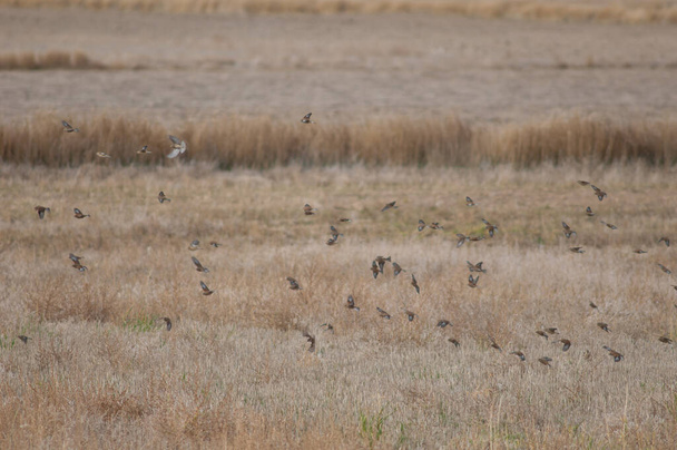 Troupeau d'oiseaux en vol dans la lagune de Gallocanta. - Photo, image