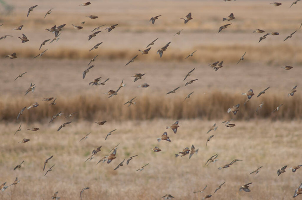 Flock of birds in flight in the Gallocanta Lagoon. - Photo, Image