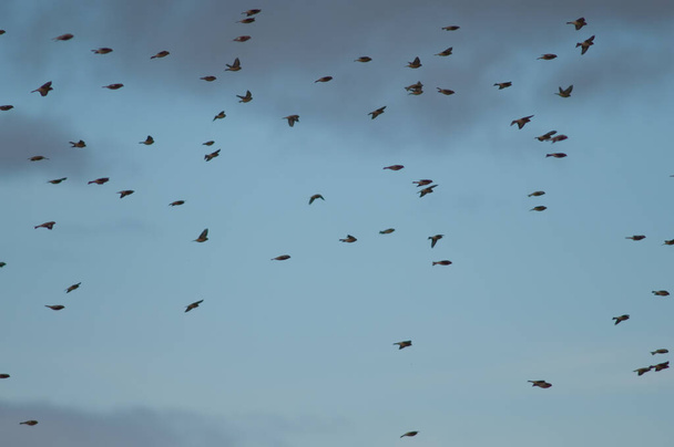 ガロカンタ・ラグーンでの飛行中の鳥の群れ. - 写真・画像