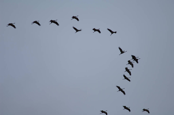 Flock of common cranes Grus grus in flight. - Photo, Image
