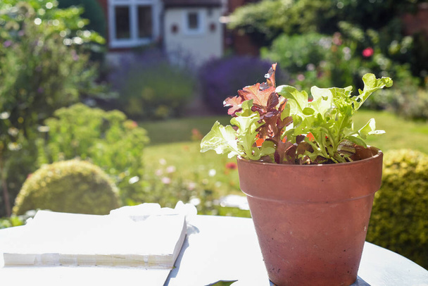 Cultivar verduras en casa en el jardín - Foto, imagen