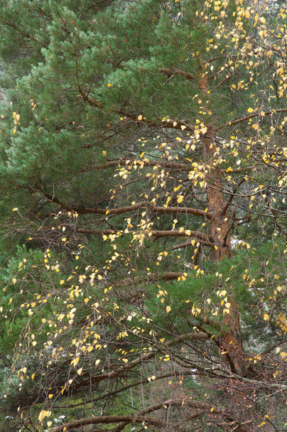 Pine Pinus sp és fekete nyár Populus nigra. - Fotó, kép