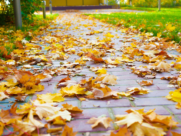 żółte liście na chodniku jesiennego parku. Wysokiej jakości zdjęcie - Zdjęcie, obraz