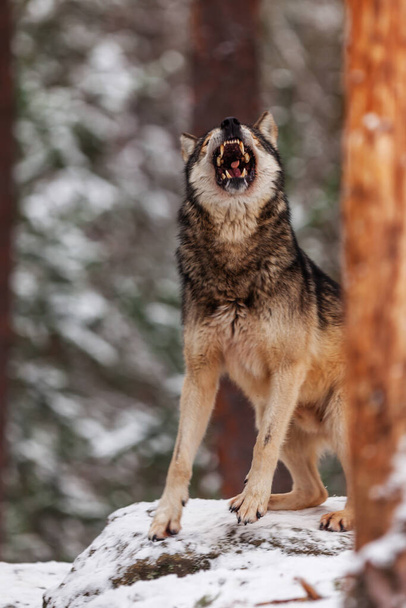 γκρι λύκος (Canis lupus) ετοιμάζεται να ουρλιάξει στο χιονισμένο δάσος - Φωτογραφία, εικόνα