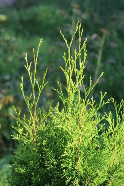 Thuja western Smaragd. The branches are lit by the sun. - Photo, Image