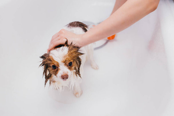 adorable dog getting bath - Foto, immagini
