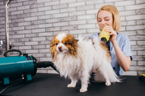 young professional groomer loves her job connected with pets - Foto, Bild