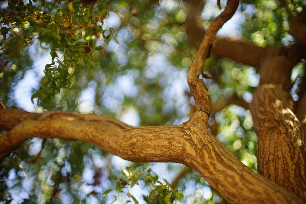 Weidenlockiger Baum mit grünen Blättern. Sommertag mit warmem Licht und Kunst-Bokeh. - Foto, Bild