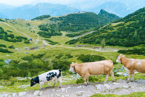 Vaca parada en la carretera a través de los Alpes. La vaca y el ternero pasan los meses de verano en un prado alpino en los Alpes. Muchas vacas en el pasto. Vacas austríacas en verdes colinas en los Alpes. Paisaje alpino en nublado Día soleado.  - Foto, imagen