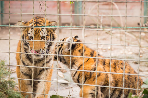 cubs τίγρη σε ένα κλουβί - Φωτογραφία, εικόνα