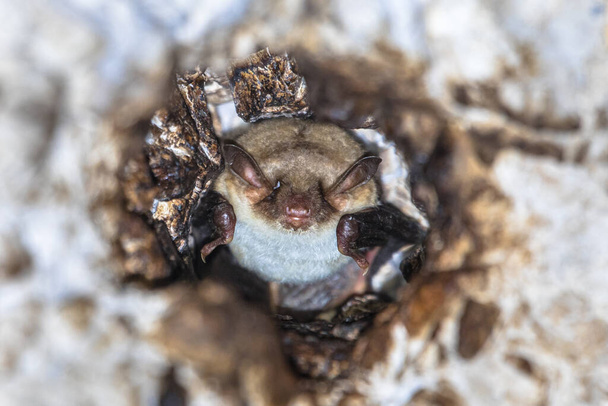 Langfinger-Fledermaus (Myotis capaccinii) schläft tagsüber in der steinernen Tunneldecke - Foto, Bild