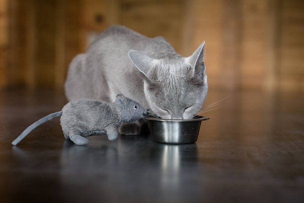 Oscar kitten of Russian blue breed is resting in the living room. A beautiful blue-gray kitten with green eyes. Cat and relax. Quarantine. - Fotó, kép