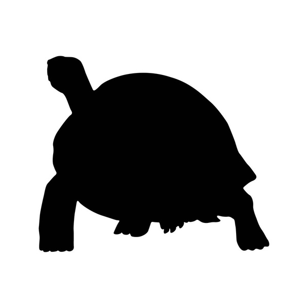 Галапагосская черепаха (Geochelone Nigra) Силуэт найден на Галапагосских островах - Вектор,изображение