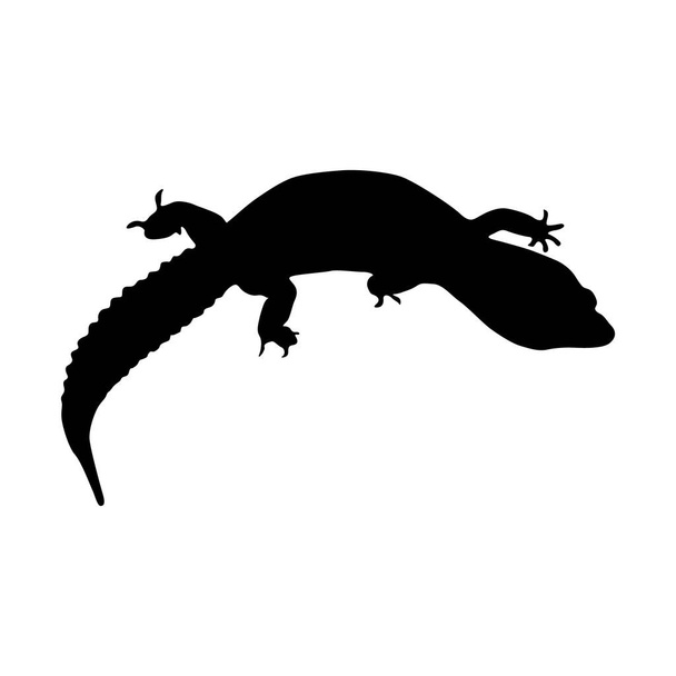 Gecko (Gekkonidae) Силует, знайдений по цілому світі - Вектор, зображення