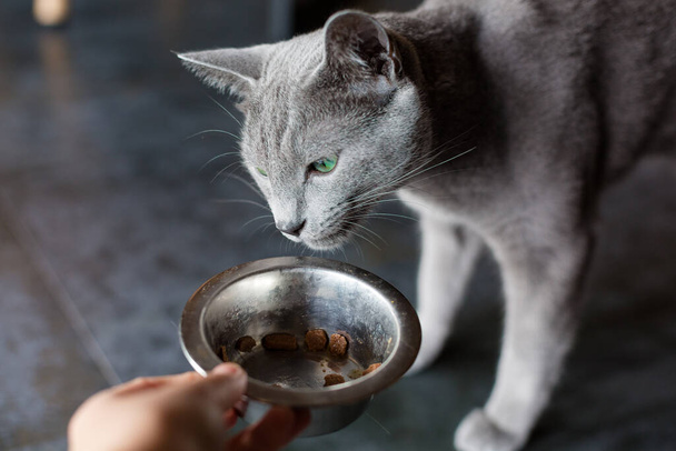 Orosz kék fajtájú Oscar cica pihen a nappaliban. Egy gyönyörű kék-szürke cica zöld szemekkel. Macska és nyugi. Karantén. - Fotó, kép