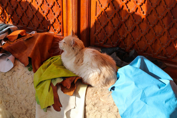 Czerwony kot leży na naturalnej skórze w różnych kolorach w mieście produkcji skóry Fes w Maroku - Zdjęcie, obraz