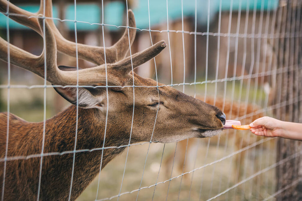Un ciervo de cuernos marrones comiendo de una mano a través de la valla metálica. Vista de cerca - Foto, imagen