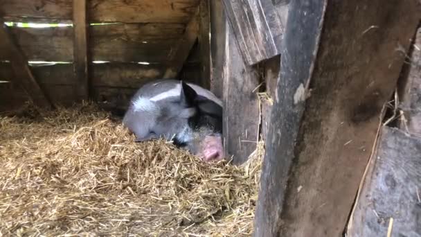 Ein Wildschwein schläft in einem Käfig und schnarcht laut - Filmmaterial, Video