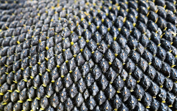 Frais graines de tournesol noir alimentation gastronomique produit naturel feuilles sèches fond texturé - Photo, image