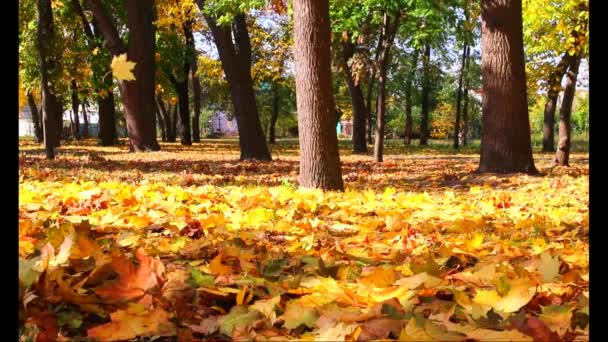 Πτώση των φύλλων σφενδάμου σε ένα πάρκο της πόλης το φθινόπωρο - Πλάνα, βίντεο