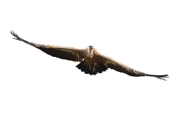 Vautour griffon volant avec des ailes déployées isolées sur fond blanc - Photo, image