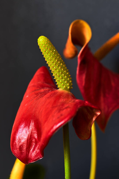 Beautiful anthurium with red leaves and green pistil - Photo, Image