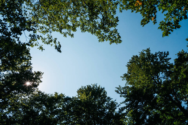 Голубое небо среди вершин деревьев. Ясное безоблачное голубое небо среди вершин зеленых лиственных деревьев. Вид на небо из леса. Разместите графические и дизайнерские вставки, красивый фон природы. - Фото, изображение