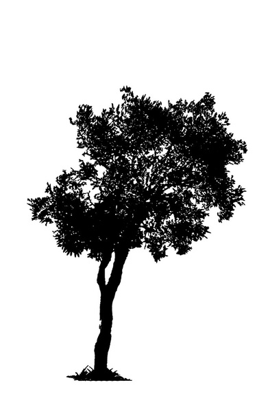 Árboles de sombra blanco y negro
 - Foto, Imagen