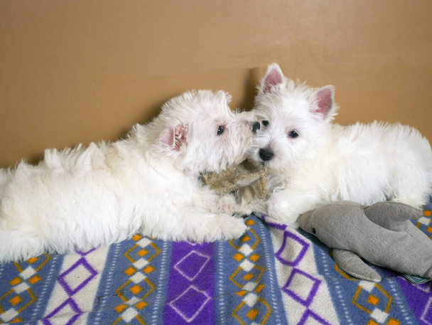 engraçado branco oeste highland terrier cães filhote de cachorro sentar em seu aviário ou caixa para cão pequeno indoor, conceito de negócio de criação de cães - Foto, Imagem