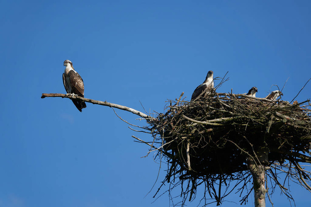 Osprey nest Osprey perhe kypsymättömien ja aikuisten yksilöiden  - Valokuva, kuva