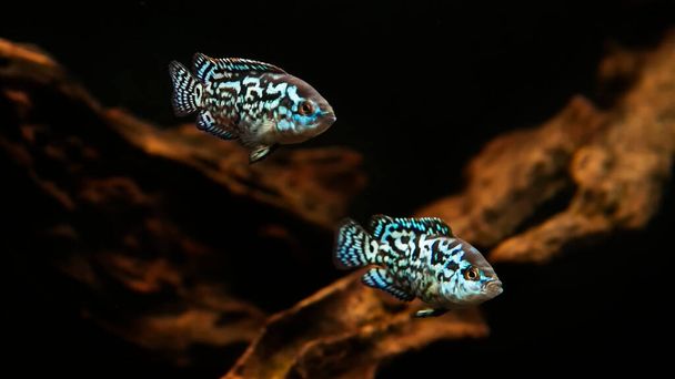 Cichlid Blue Dempsey in aquarium. This fish also carries the name:Electric Blue Jack Dempsey Cichlid, Electric Blue Dempsey, Neon Blue Dempsey - Aquarium set up - Photo, Image