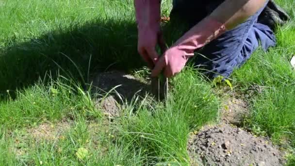 Gardener dig hole - Footage, Video
