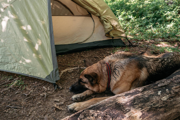 ドイツの羊飼いは森の中のテントの近くにいます。犬の旅行者は、森の中でハイキングの長い一日の後に残ります。美しいサラブレッドのドイツ犬は自然に眠る。テントの近くのキャンプ場の犬. - 写真・画像