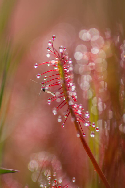 Sundew, Drosera intermedia, masožravá rostlina v přírodě - Fotografie, Obrázek